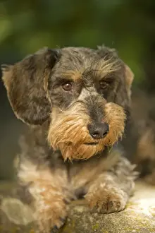 Teckel Dog Breed Prints: Dachshund / Teckel