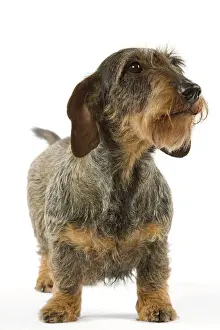 Prints of LA-3264 Dachshund / Teckel - wire-haired Also know as Doxie / Doxies in the US Jean Michel Labat Please note that prints are for personal display purposes only and may not be reproduced in any way Hound Prints: Wire-Haired Dachshund Print