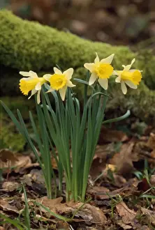 Spring Plant Life Prints: Daffodils