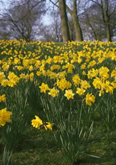 Yellow Flower Pictures Prints: Daffodils - mass