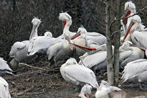 Dalmatian Pelican - group in the snow Dalmatian Pelican - group in the snow