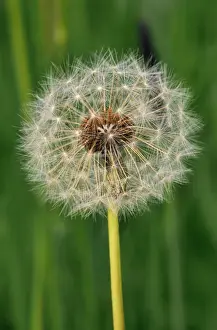 Personal Use Prints Available Prints: Dandelion - seed head