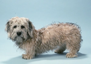 Dandie Dinmont Terrier Dog Dandie Dinmont Terrier Dog