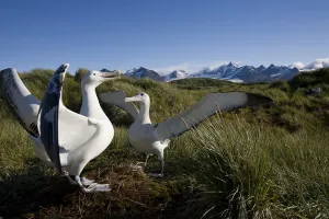 Antarctica Print: Wandering Albatross Courtship Display on Prion Island