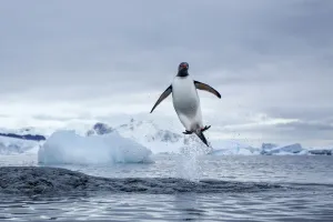 Gentoo Penguins leaping from Cuverville Island shoreline Print