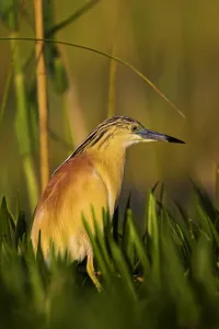 Squacco Heron Print