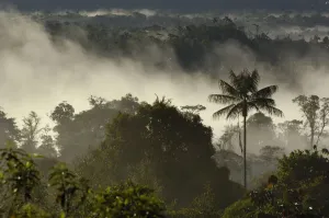 South America Print: Ecuador Andes Cloud Forest Vegetation