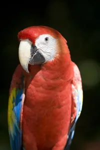 Scarlet Macaw Print, 09/02/2010