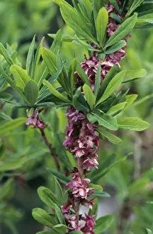 Daphne Mezereon Print
