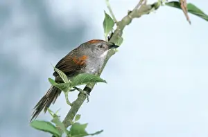 Birdwatching In Peru Prints: Dark-breasted Spinetail