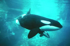 Dolphins And Whale Prints: Killer Whale Print: Underwater Image of an Orca