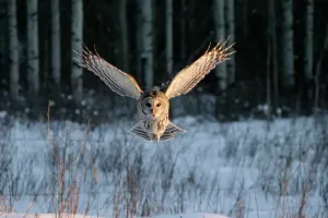 Bird Prints: Print of a Barred Owl in mid-air with wings extended
