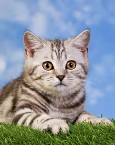 British Shorthair Silver Tabby Cat Print