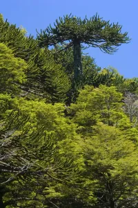 Monkey Puzzle Tree Prints: Picture No. 10889140