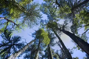 Monkey Puzzle Tree Prints: Picture No. 10889142
