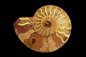 Perisphinctes Ammonite Cross Section Print