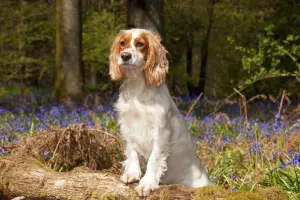 Bluebell Scene Print with Working Cocker Spaniel