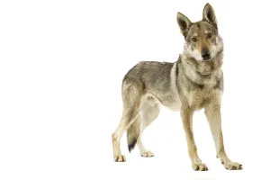 Prints of Dog - Czechoslovakian Wolfdog Date Mammal Prints: Czechoslovakian Wolfdog Print