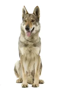 Prints of Dog - Czechoslovakian Wolfdog Date Mammal Prints: Czechoslovakian Wolfdog Print