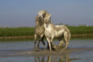 Camargue Horses Print - Stallions in Water Fight