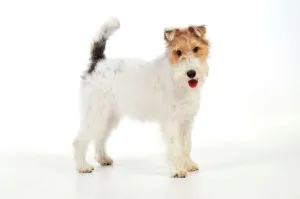 Wire Fox Terrier Print
