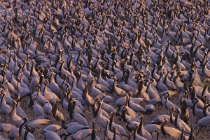 Demoiselle Cranes in the feeding ground Demoiselle Cranes in the feeding ground