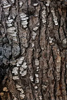 Tree Bark Texture Close Up Prints: Deodar Cedar - bark