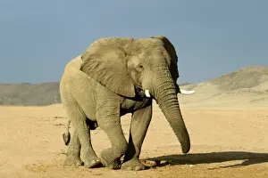 Loxodonta Africana Prints: Desert Elephant
