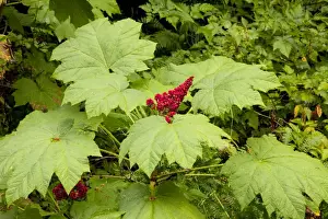 Prints of ROG-13811 Devil's Club / Devil's Walking Stick - in fruit Cascade Mountains, Mount St Helens National Park, Washington, USA Oplopanax horridus Bob Gibbons Images Dated 12th August 2009: Devil's Club Print, Oplopanax horridus in fruit