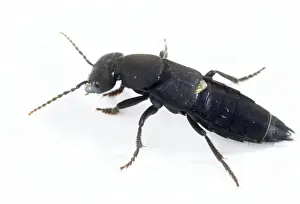 Insect Photography Prints: Devils Coach-horse