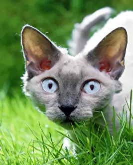 Devon Rex Cat Prints: Devon Rex Cat In grass