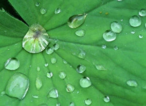 Droplets Collection: Dewdrops gathering on leaf Baden-Wuerttemberg, Germany