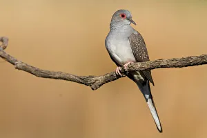 Diamond Dove - Coming to drink at an overflowing cattle trough Diamond Dove - Coming to drink at an overflowing cattle trough