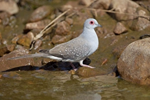 Diamond Dove - by drinking pool in Donkey Creek, near Canteen Creek Aboriginal Community Diamond Dove - by drinking pool in Donkey Creek, near Canteen Creek Aboriginal Community