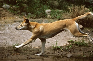Dingo (Canis lupus dingo) running Dingo (Canis lupus dingo) running