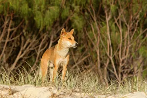 Dingo - male adult stands on the edge of a wooded area and scans the beach to see if Dingo - male adult stands on the edge of a wooded area and scans the beach to see if