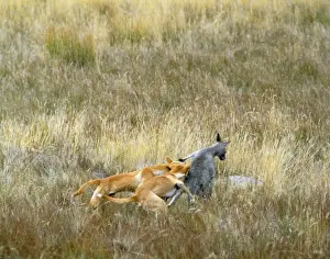 Prints of JPF-169250 Dingo - x2 attacking Kangaroo Jean Paul Ferrero Please note that prints are for personal display purposes only and may not be reproduced in any way. Dingo Prints: Dingo Attacking Kangaroo Print