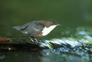 Dipper Bird Prints: Dipper