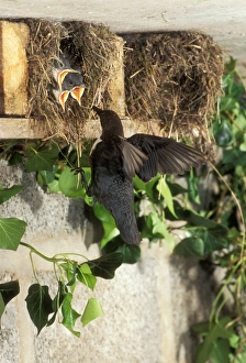 DIPPER - At nest feeding chicks DIPPER - At nest feeding chicks