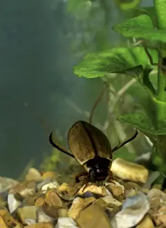 Brian Bevan Photography Prints: Diving Beetle on bottom of tank