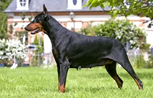 Dog Portrait Art Prints: Doberman