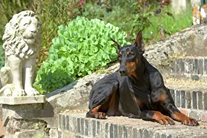 Personal Use Prints Only Prints: Doberman - lying on steps