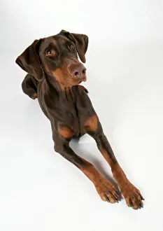 Prints of JD-16931 DOG - Dobermann / Doberman Pinscher, lying. Alert with ears raised John Daniels Please note that prints are for personal display purposes only and may not be reproduced in any way. Working Prints: Dobermann Dog Print - Lying Doberman Pinscher