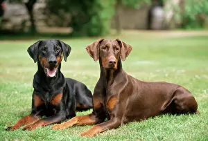 Mammals As Pets Prints: Dobermann Dogs