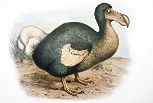 Dodo Bird Prints: Dodo - extinct bird