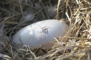Related Image Prints: Ardea Wildlife Print: Dodo Hatching Egg First Crack