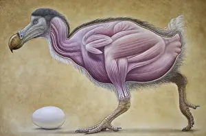 Related Image Prints: Ardea Wildlife Print - Dodo Muscle Study Raphus cucullatus