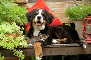 Dog - 3 month old Bernese Mountain Dog puppy on garden bench with 2 month old tabby kitten Dog - 3 month old Bernese Mountain Dog puppy on garden bench with 2 month old tabby kitten
