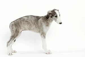 Images Dated 14th June 2000: Dog - 6 week old Borzoi puppy in studio
