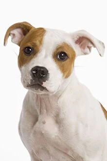American Staffordshire Terriers Collection: Dog - American stadforshire terrier in studio